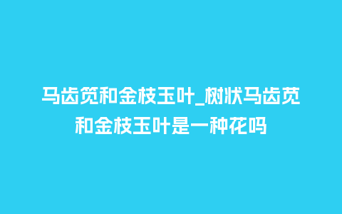 马齿笕和金枝玉叶_树状马齿苋和金枝玉叶是一种花吗_鲜花知识_第1张_酷尚品 马齿笕和金枝玉叶_树状马齿苋和金枝玉叶是一种花吗_https://www.kushangpin.com_鲜花知识_第1张
