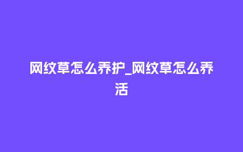 网纹草怎么养护_网纹草怎么养活_http://www.kushangpin.com_鲜花知识_第1张