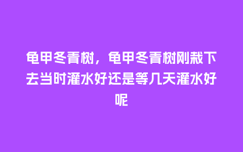 龟甲冬青树,龟甲冬青树刚栽下去当时灌水好还是等几天灌水好呢_鲜花知识_第1张_酷尚品 龟甲冬青树,龟甲冬青树刚栽下去当时灌水好还是等几天灌水好呢_https://www.kushangpin.com_鲜花知识_第1张