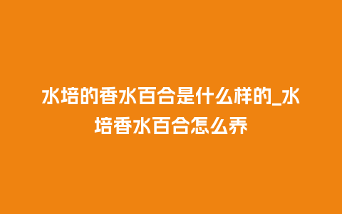 水培的香水百合是什么样的_水培香水百合怎么养_鲜花知识_第1张_酷尚品 水培的香水百合是什么样的_水培香水百合怎么养_http://www.kushangpin.com_鲜花知识_第1张