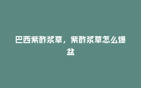 巴西紫酢浆草,紫酢浆草怎么爆盆_鲜花知识_第1张_酷尚品 巴西紫酢浆草,紫酢浆草怎么爆盆_https://www.kushangpin.com_鲜花知识_第1张