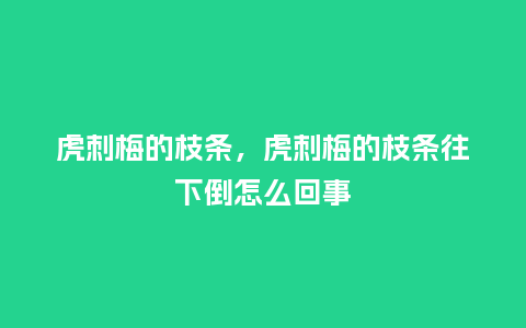 虎刺梅的枝条,虎刺梅的枝条往下倒怎么回事_鲜花知识_第1张_酷尚品 虎刺梅的枝条,虎刺梅的枝条往下倒怎么回事_https://www.kushangpin.com_鲜花知识_第1张