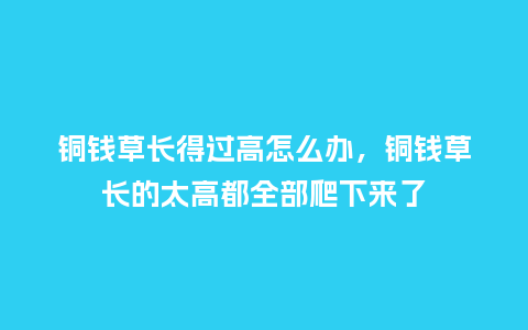 铜钱草长得过高怎么办,铜钱草长的太高都全部爬下来了_鲜花知识_第1张_酷尚品 铜钱草长得过高怎么办,铜钱草长的太高都全部爬下来了_https://www.kushangpin.com_鲜花知识_第1张