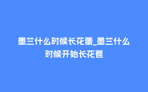 墨兰什么时候长花蕾_墨兰什么时候开始长花苞_https://www.kushangpin.com_鲜花知识_第1张