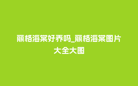 丽格海棠好养吗_丽格海棠图片大全大图_鲜花知识_第1张_酷尚品 丽格海棠好养吗_丽格海棠图片大全大图_https://www.kushangpin.com_鲜花知识_第1张