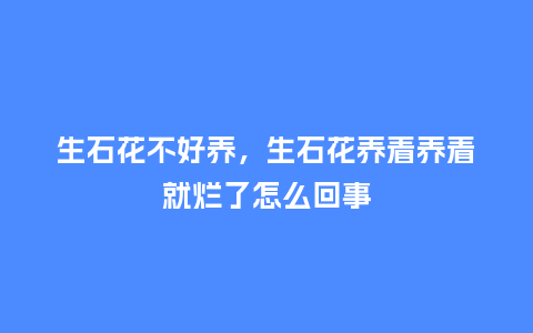 生石花不好养,生石花养着养着就烂了怎么回事_鲜花知识_第1张_酷尚品 生石花不好养,生石花养着养着就烂了怎么回事_https://www.kushangpin.com_鲜花知识_第1张