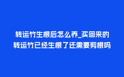 转运竹生根后怎么养_买回来的转运竹已经生根了还需要剪根吗_鲜花知识_第1张_酷尚品 转运竹生根后怎么养_买回来的转运竹已经生根了还需要剪根吗_http://www.kushangpin.com_鲜花知识_第1张