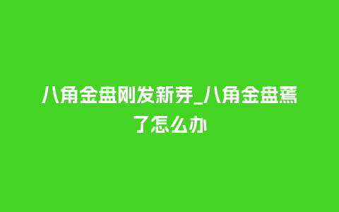八角金盘刚发新芽_八角金盘蔫了怎么办_鲜花知识_第1张_酷尚品 八角金盘刚发新芽_八角金盘蔫了怎么办_http://www.kushangpin.com_鲜花知识_第1张