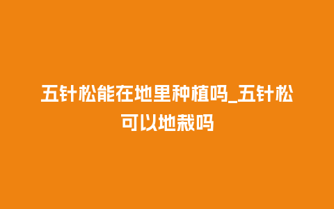 五针松能在地里种植吗_五针松可以地栽吗_鲜花知识_第1张_酷尚品 五针松能在地里种植吗_五针松可以地栽吗_https://www.kushangpin.com_鲜花知识_第1张