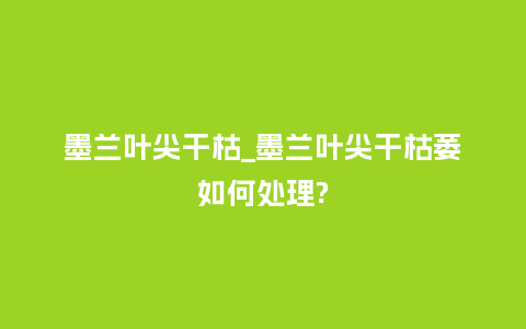 墨兰叶尖干枯_墨兰叶尖干枯萎如何处理?_https://www.kushangpin.com_鲜花知识_第1张
