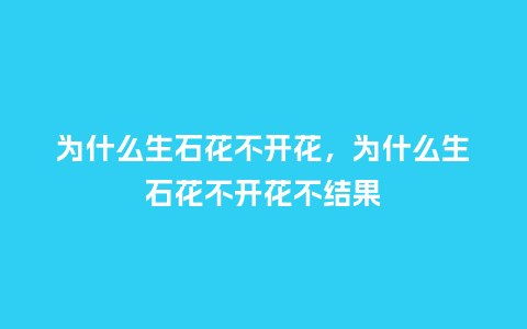为什么生石花不开花，为什么生石花不开花不结果_https://www.kushangpin.com_鲜花知识_第1张