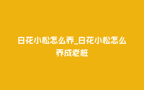 白花小松怎么养_白花小松怎么养成老桩_鲜花知识_第1张_酷尚品 白花小松怎么养_白花小松怎么养成老桩_https://www.kushangpin.com_鲜花知识_第1张