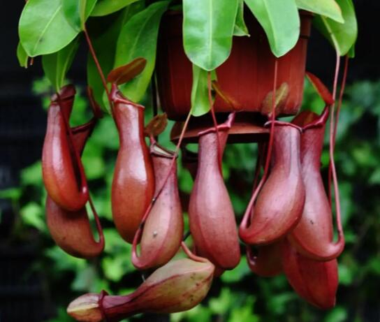 猪笼草那些品种好养_猪笼草哪个品种好养_鲜花知识_第1张_酷尚品 猪笼草那些品种好养_猪笼草哪个品种好养_http://www.kushangpin.com_鲜花知识_第1张