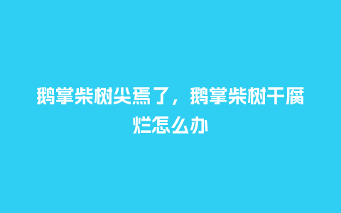 鹅掌柴树尖焉了,鹅掌柴树干腐烂怎么办_鲜花知识_第1张_酷尚品 鹅掌柴树尖焉了,鹅掌柴树干腐烂怎么办_https://www.kushangpin.com_鲜花知识_第1张