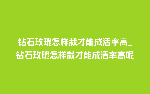 钻石玫瑰怎样栽才能成活率高_钻石玫瑰怎样栽才能成活率高呢_http://www.kushangpin.com_鲜花知识_第1张