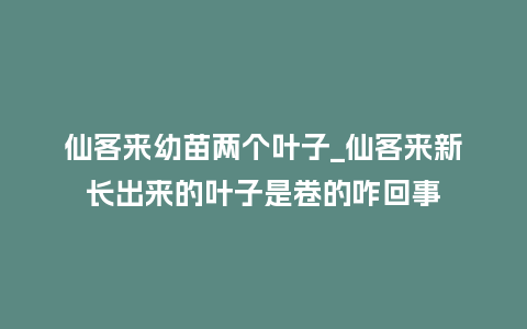 仙客来幼苗两个叶子_仙客来新长出来的叶子是卷的咋回事_鲜花知识_第1张_酷尚品 仙客来幼苗两个叶子_仙客来新长出来的叶子是卷的咋回事_https://www.kushangpin.com_鲜花知识_第1张