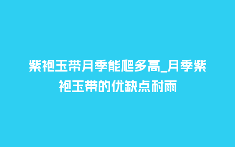 紫袍玉带月季能爬多高_月季紫袍玉带的优缺点耐雨_鲜花知识_第1张_酷尚品 紫袍玉带月季能爬多高_月季紫袍玉带的优缺点耐雨_https://www.kushangpin.com_鲜花知识_第1张