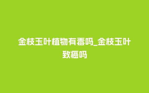 金枝玉叶植物有毒吗_金枝玉叶致癌吗_鲜花知识_第1张_酷尚品 金枝玉叶植物有毒吗_金枝玉叶致癌吗_https://www.kushangpin.com_鲜花知识_第1张