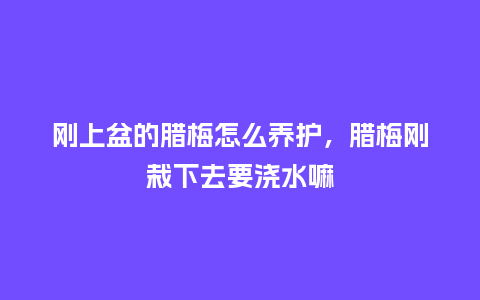 刚上盆的腊梅怎么养护,腊梅刚栽下去要浇水嘛_鲜花知识_第1张_酷尚品 刚上盆的腊梅怎么养护,腊梅刚栽下去要浇水嘛_https://www.kushangpin.com_鲜花知识_第1张