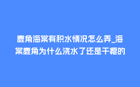 鹿角海棠有积水情况怎么弄_海棠鹿角为什么浇水了还是干瘪的_鲜花知识_第1张_酷尚品 鹿角海棠有积水情况怎么弄_海棠鹿角为什么浇水了还是干瘪的_http://www.kushangpin.com_鲜花知识_第1张