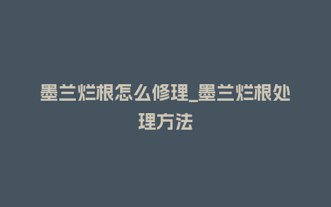 墨兰烂根怎么修理_墨兰烂根处理方法_https://www.kushangpin.com_鲜花知识_第1张