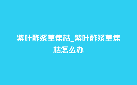 紫叶酢浆草焦枯_紫叶酢浆草焦枯怎么办_鲜花知识_第1张_酷尚品 紫叶酢浆草焦枯_紫叶酢浆草焦枯怎么办_https://www.kushangpin.com_鲜花知识_第1张