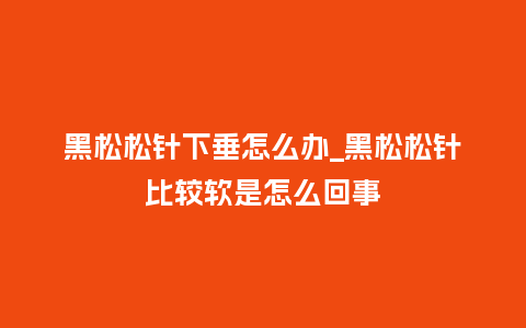 黑松松针下垂怎么办_黑松松针比较软是怎么回事_http://www.kushangpin.com_鲜花知识_第1张