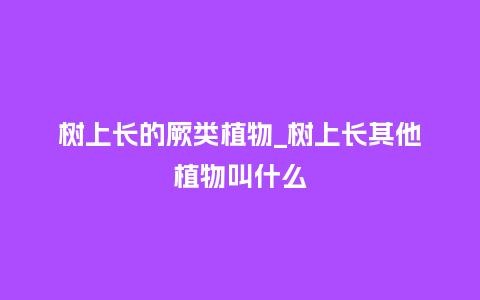 树上长的厥类植物_树上长其他植物叫什么_鲜花知识_第1张_酷尚品 树上长的厥类植物_树上长其他植物叫什么_http://www.kushangpin.com_鲜花知识_第1张