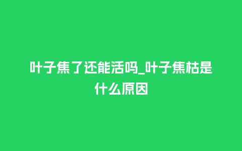 叶子焦了还能活吗_叶子焦枯是什么原因_鲜花知识_第1张_酷尚品 叶子焦了还能活吗_叶子焦枯是什么原因_https://www.kushangpin.com_鲜花知识_第1张
