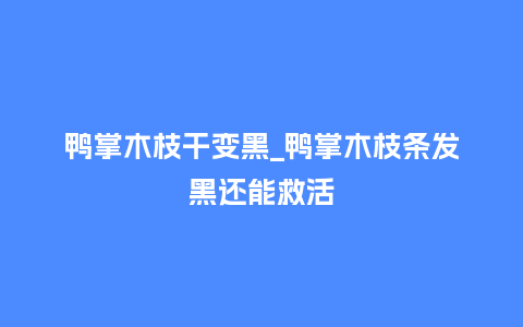 鸭掌木枝干变黑_鸭掌木枝条发黑还能救活_鲜花知识_第1张_酷尚品 鸭掌木枝干变黑_鸭掌木枝条发黑还能救活_http://www.kushangpin.com_鲜花知识_第1张