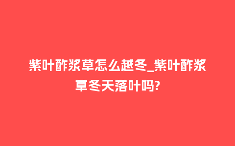 紫叶酢浆草怎么越冬_紫叶酢浆草冬天落叶吗?_鲜花知识_第1张_酷尚品 紫叶酢浆草怎么越冬_紫叶酢浆草冬天落叶吗?_https://www.kushangpin.com_鲜花知识_第1张