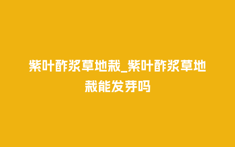 紫叶酢浆草地栽_紫叶酢浆草地栽能发芽吗_鲜花知识_第1张_酷尚品 紫叶酢浆草地栽_紫叶酢浆草地栽能发芽吗_https://www.kushangpin.com_鲜花知识_第1张