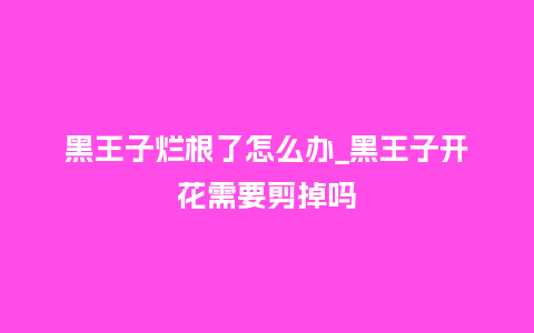 黑王子烂根了怎么办_黑王子开花需要剪掉吗_http://www.kushangpin.com_鲜花知识_第1张