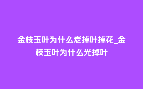 金枝玉叶为什么老掉叶掉花_金枝玉叶为什么光掉叶_鲜花知识_第1张_酷尚品 金枝玉叶为什么老掉叶掉花_金枝玉叶为什么光掉叶_https://www.kushangpin.com_鲜花知识_第1张