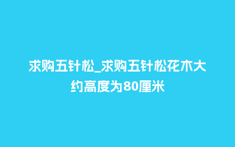 求购五针松_求购五针松花木大约高度为80厘米_鲜花知识_第1张_酷尚品 求购五针松_求购五针松花木大约高度为80厘米_https://www.kushangpin.com_鲜花知识_第1张