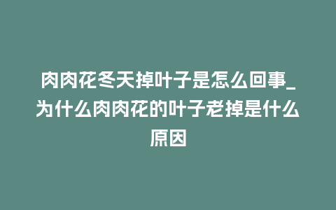 肉肉花冬天掉叶子是怎么回事_为什么肉肉花的叶子老掉是什么原因_鲜花知识_第1张_酷尚品 肉肉花冬天掉叶子是怎么回事_为什么肉肉花的叶子老掉是什么原因_https://www.kushangpin.com_鲜花知识_第1张