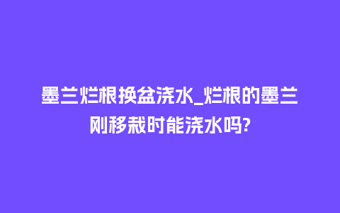 墨兰烂根换盆浇水_烂根的墨兰刚移栽时能浇水吗?_鲜花知识_第1张_酷尚品 墨兰烂根换盆浇水_烂根的墨兰刚移栽时能浇水吗?_https://www.kushangpin.com_鲜花知识_第1张