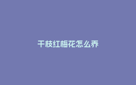 干枝红梅花怎么养_http://www.kushangpin.com_鲜花知识_第1张