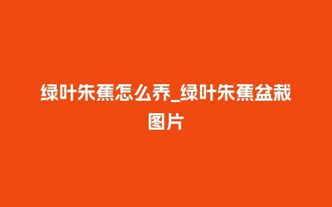 绿叶朱蕉怎么养_绿叶朱蕉盆栽图片_鲜花知识_第1张_酷尚品 绿叶朱蕉怎么养_绿叶朱蕉盆栽图片_http://www.kushangpin.com_鲜花知识_第1张