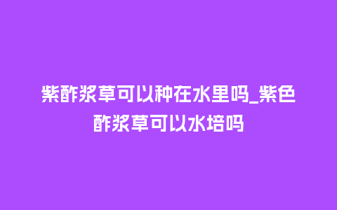 紫酢浆草可以种在水里吗_紫色酢浆草可以水培吗_鲜花知识_第1张_酷尚品 紫酢浆草可以种在水里吗_紫色酢浆草可以水培吗_https://www.kushangpin.com_鲜花知识_第1张