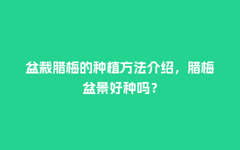 盆栽腊梅的种植方法介绍,腊梅盆景好种吗?_鲜花知识_第1张_酷尚品 盆栽腊梅的种植方法介绍,腊梅盆景好种吗?_https://www.kushangpin.com_鲜花知识_第1张