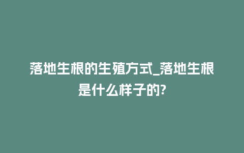 落地生根的生殖方式_落地生根是什么样子的?_鲜花知识_第1张_酷尚品 落地生根的生殖方式_落地生根是什么样子的?_https://www.kushangpin.com_鲜花知识_第1张
