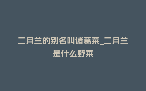 二月兰的别名叫诸葛菜_二月兰是什么野菜_鲜花知识_第1张_酷尚品 二月兰的别名叫诸葛菜_二月兰是什么野菜_https://www.kushangpin.com_鲜花知识_第1张