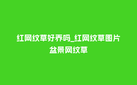 红网纹草好养吗_红网纹草图片盆景网纹草_http://www.kushangpin.com_鲜花知识_第1张