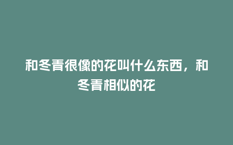 和冬青很像的花叫什么东西,和冬青相似的花_鲜花知识_第1张_酷尚品 和冬青很像的花叫什么东西,和冬青相似的花_https://www.kushangpin.com_鲜花知识_第1张