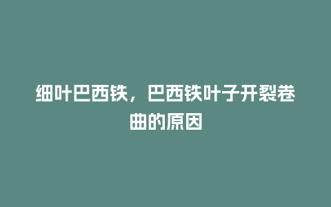 细叶巴西铁,巴西铁叶子开裂卷曲的原因_鲜花知识_第1张_酷尚品 细叶巴西铁,巴西铁叶子开裂卷曲的原因_https://www.kushangpin.com_鲜花知识_第1张