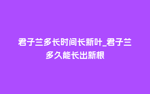 君子兰多长时间长新叶_君子兰多久能长出新根_鲜花知识_第1张_酷尚品 君子兰多长时间长新叶_君子兰多久能长出新根_https://www.kushangpin.com_鲜花知识_第1张