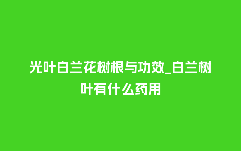 光叶白兰花树根与功效_白兰树叶有什么药用_鲜花知识_第1张_酷尚品 光叶白兰花树根与功效_白兰树叶有什么药用_https://www.kushangpin.com_鲜花知识_第1张