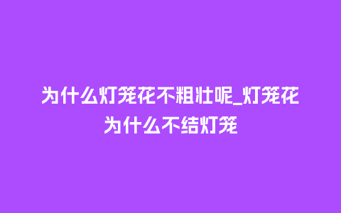 为什么灯笼花不粗壮呢_灯笼花为什么不结灯笼_鲜花知识_第1张_酷尚品 为什么灯笼花不粗壮呢_灯笼花为什么不结灯笼_http://www.kushangpin.com_鲜花知识_第1张