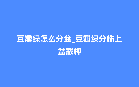 豆瓣绿怎么分盆_豆瓣绿分株上盆栽种_鲜花知识_第1张_酷尚品 豆瓣绿怎么分盆_豆瓣绿分株上盆栽种_https://www.kushangpin.com_鲜花知识_第1张